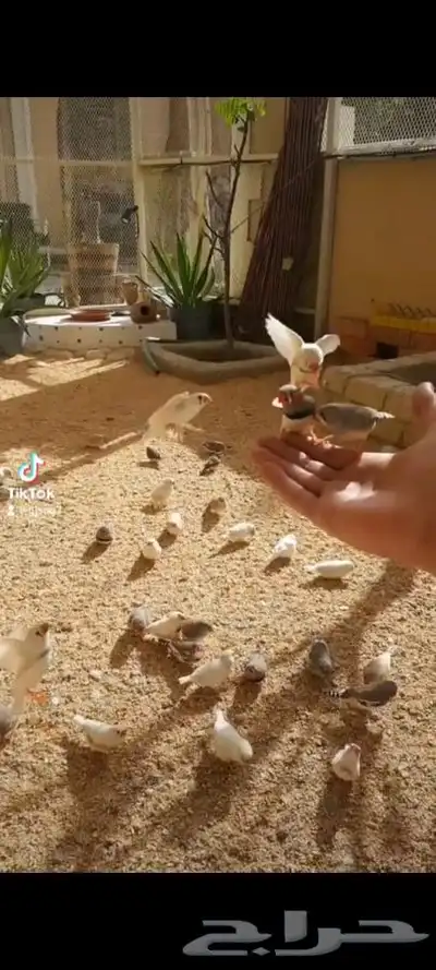 طيور زيبرا للبيع 2