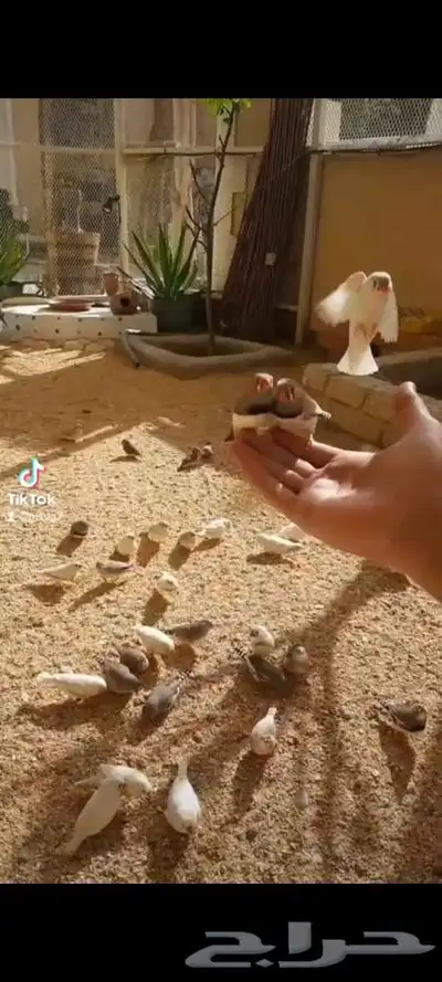 طيور زيبرا للبيع 1