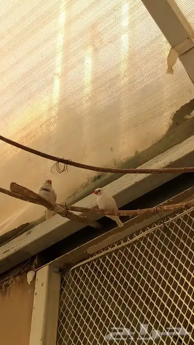 طيور زيبرا للبيع 11