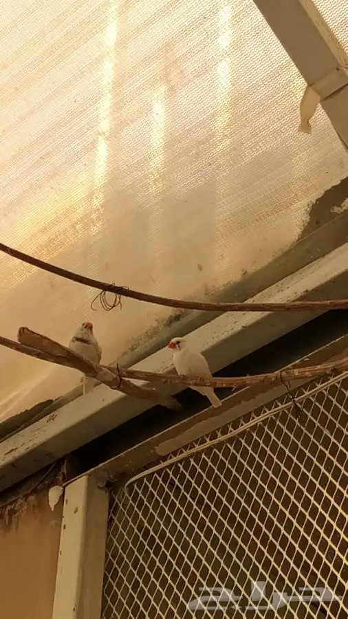 طيور زيبرا للبيع 11