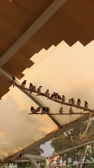 طيور زيبرا للبيع 3