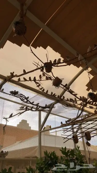 طيور زيبرا للبيع 8