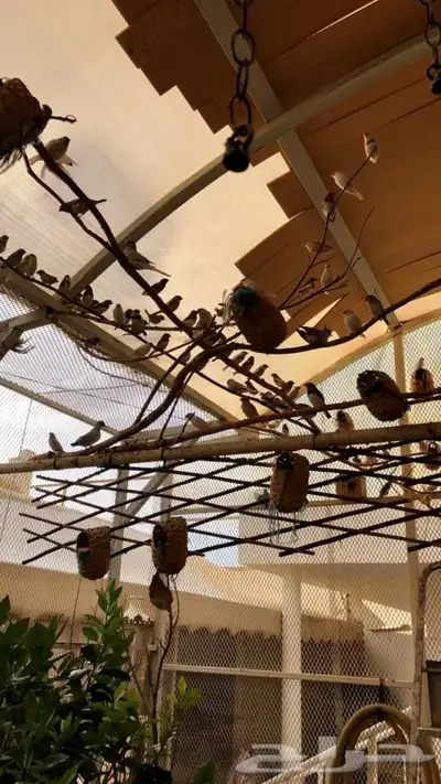 طيور زيبرا للبيع 7