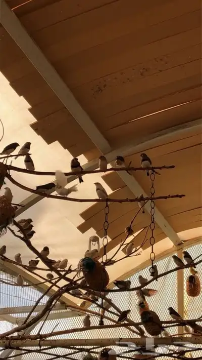 طيور زيبرا للبيع 10