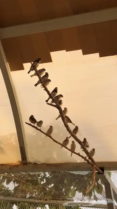 طيور زيبرا للبيع 4