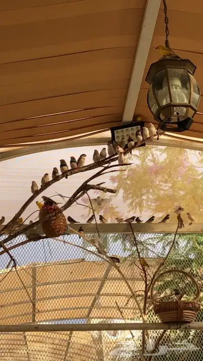 طيور زيبرا للبيع 6