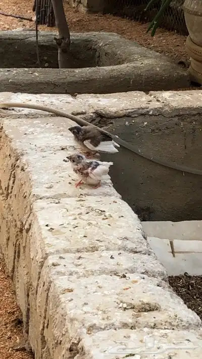 طيور زيبرا للبيع 9