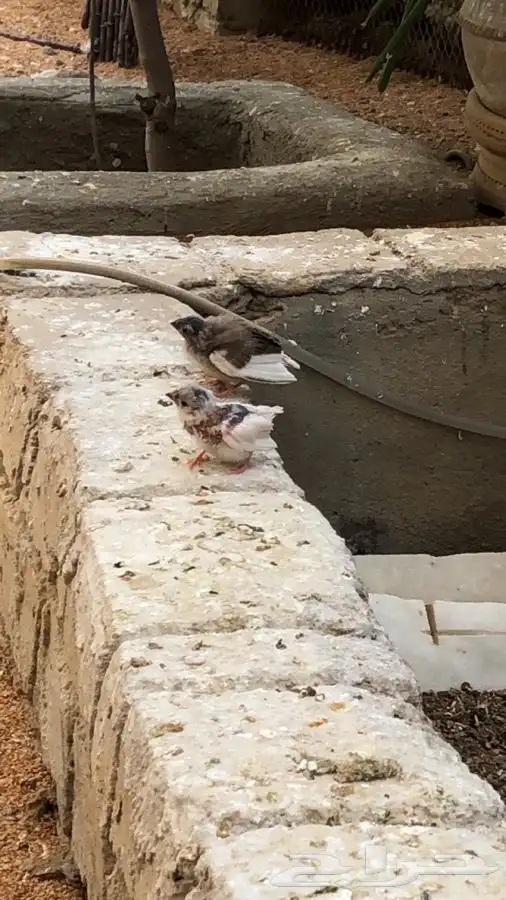 طيور زيبرا للبيع 9