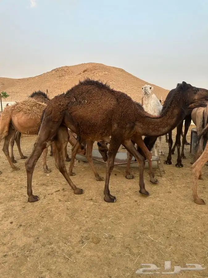 ملحمة نوادر الجزيرة للحوم الطازجة 6
