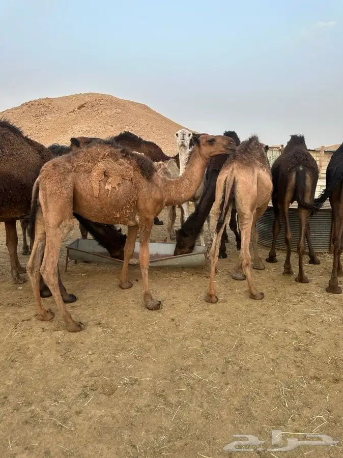 ملحمة نوادر الجزيرة للحوم الطازجة 7