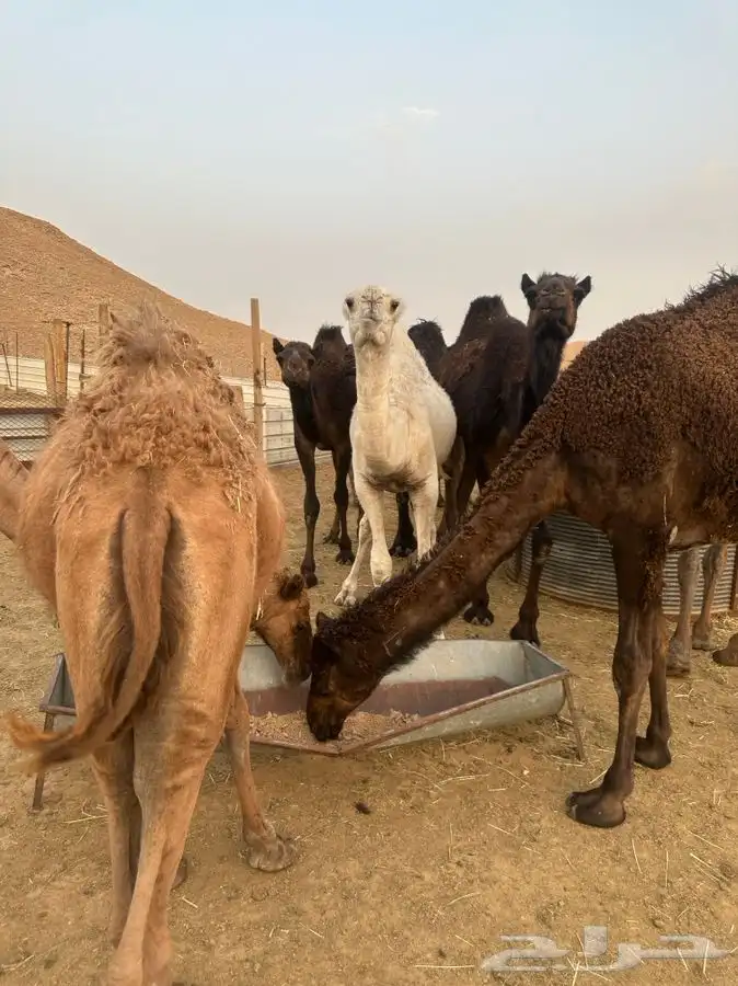 ملحمة نوادر الجزيرة للحوم الطازجة 4