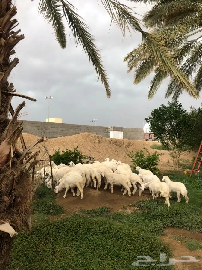 طليان ذبح وتوصيل 0