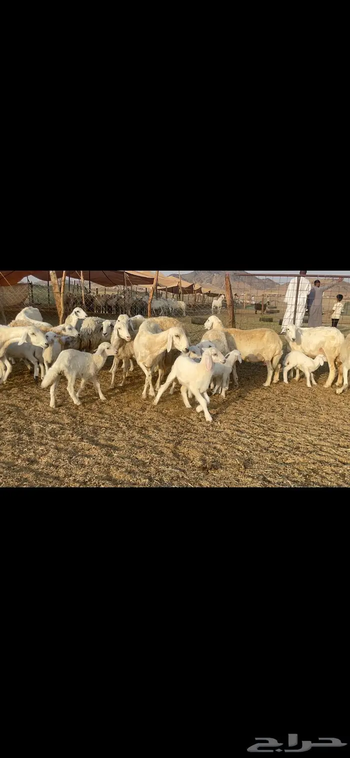 غنم حرية مراح حرش متابيع 66 تحتها 18 5