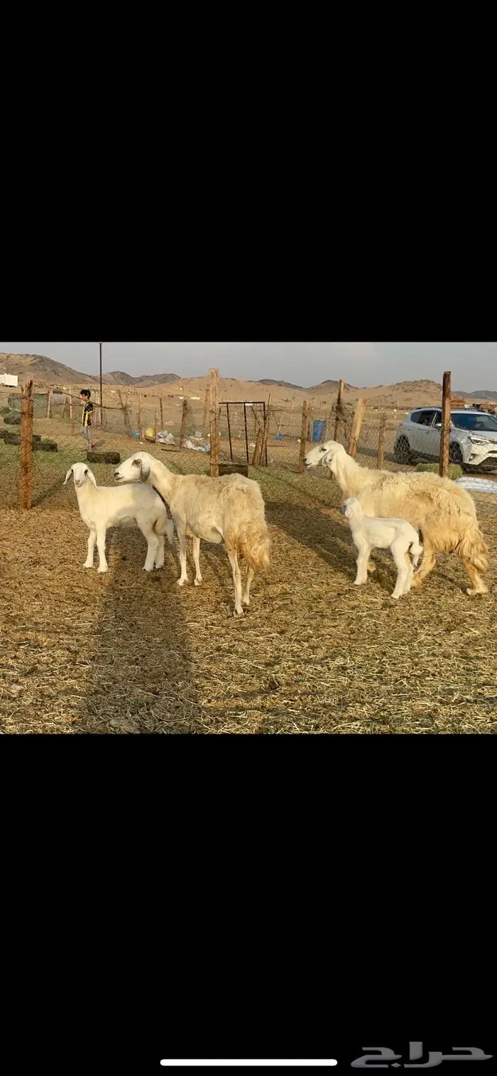 غنم حرية مراح حرش متابيع 66 تحتها 18 6