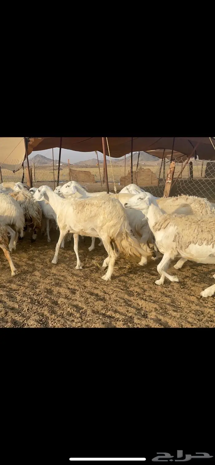 غنم حرية مراح حرش متابيع 66 تحتها 18 0