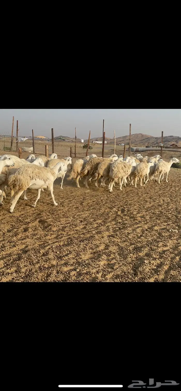 غنم حرية مراح حرش متابيع 66 تحتها 18 1