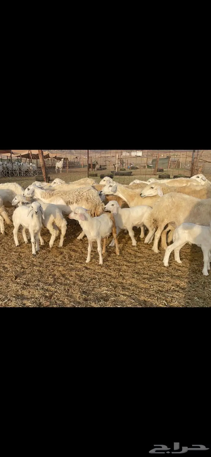 غنم حرية مراح حرش متابيع 66 تحتها 18 2