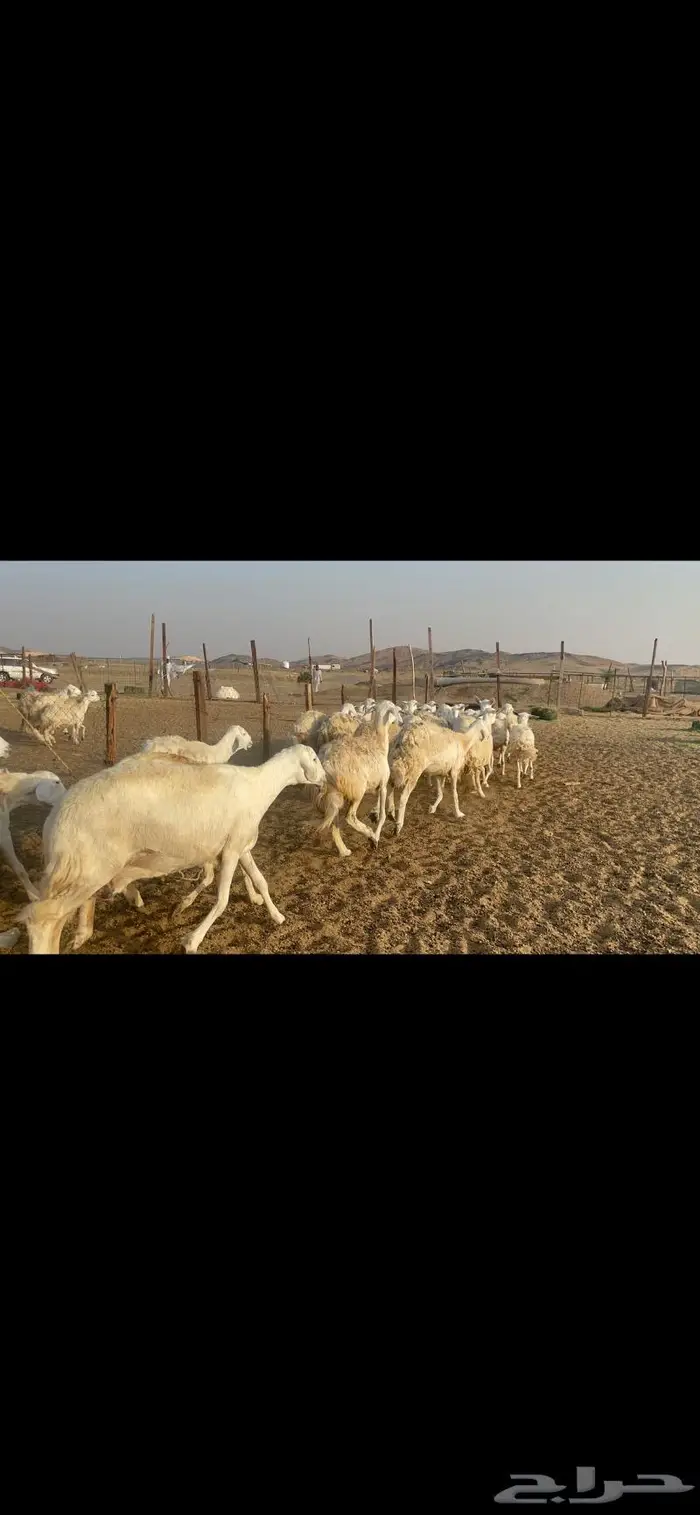 غنم حرية مراح حرش متابيع 66 تحتها 18 3