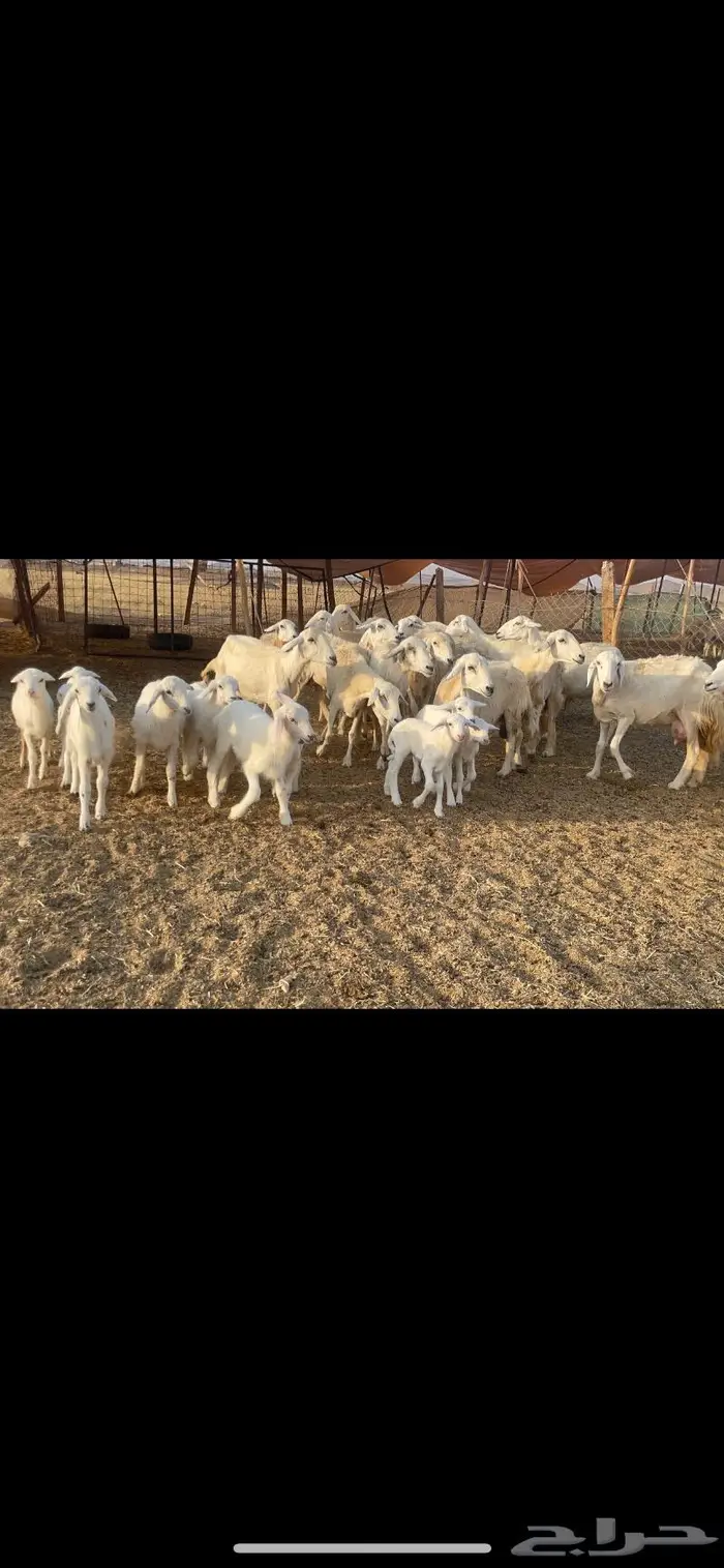 غنم حرية مراح حرش متابيع 66 تحتها 18 12