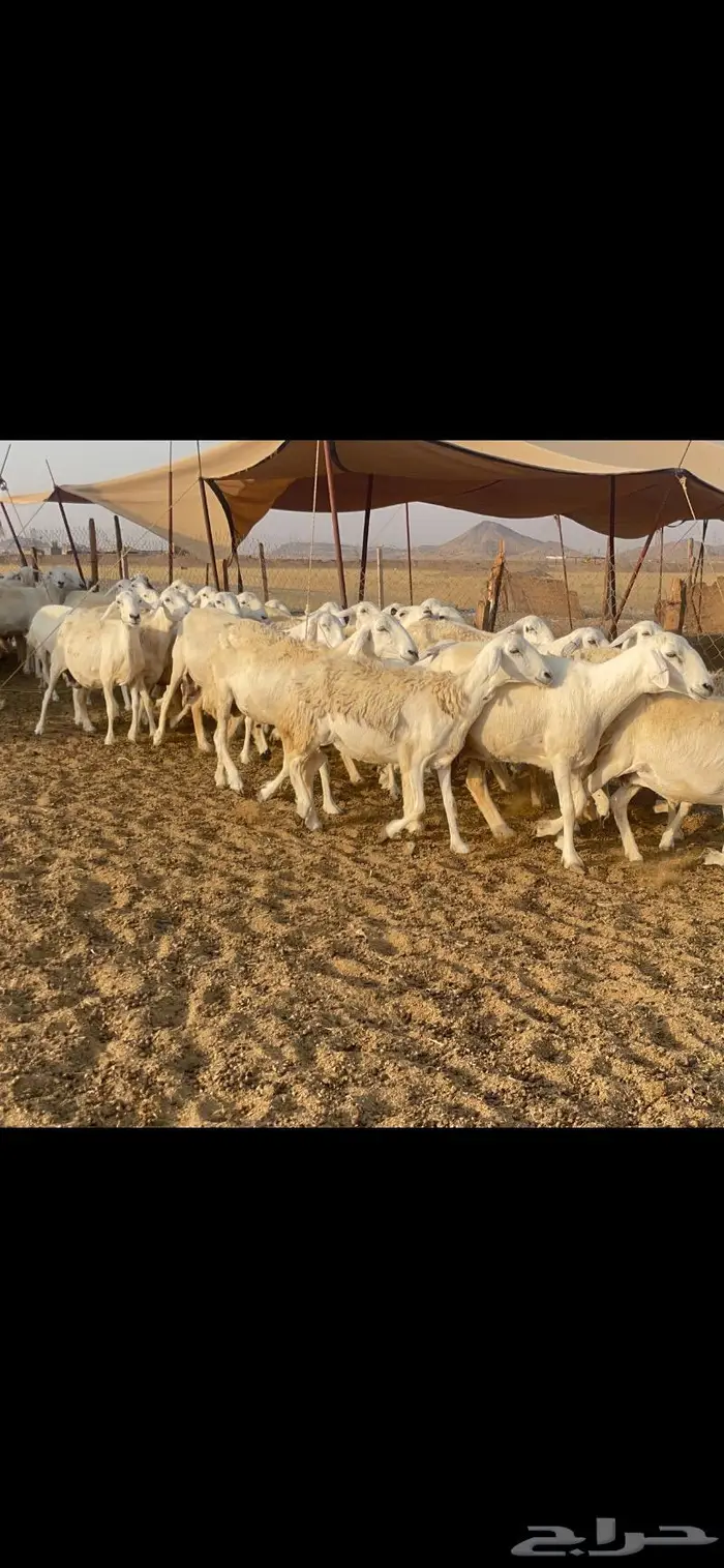 غنم حرية مراح حرش متابيع 66 تحتها 18 7