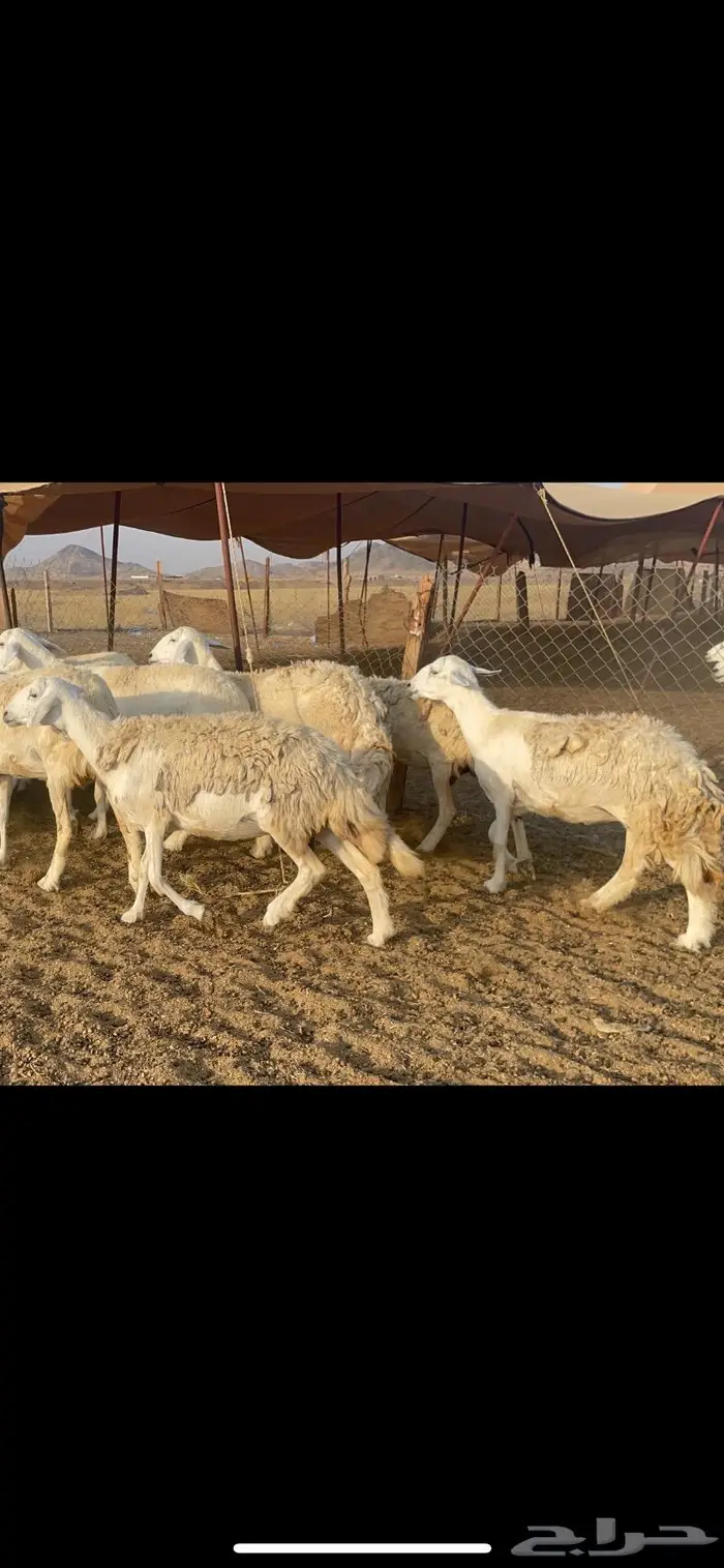 غنم حرية مراح حرش متابيع 66 تحتها 18 9