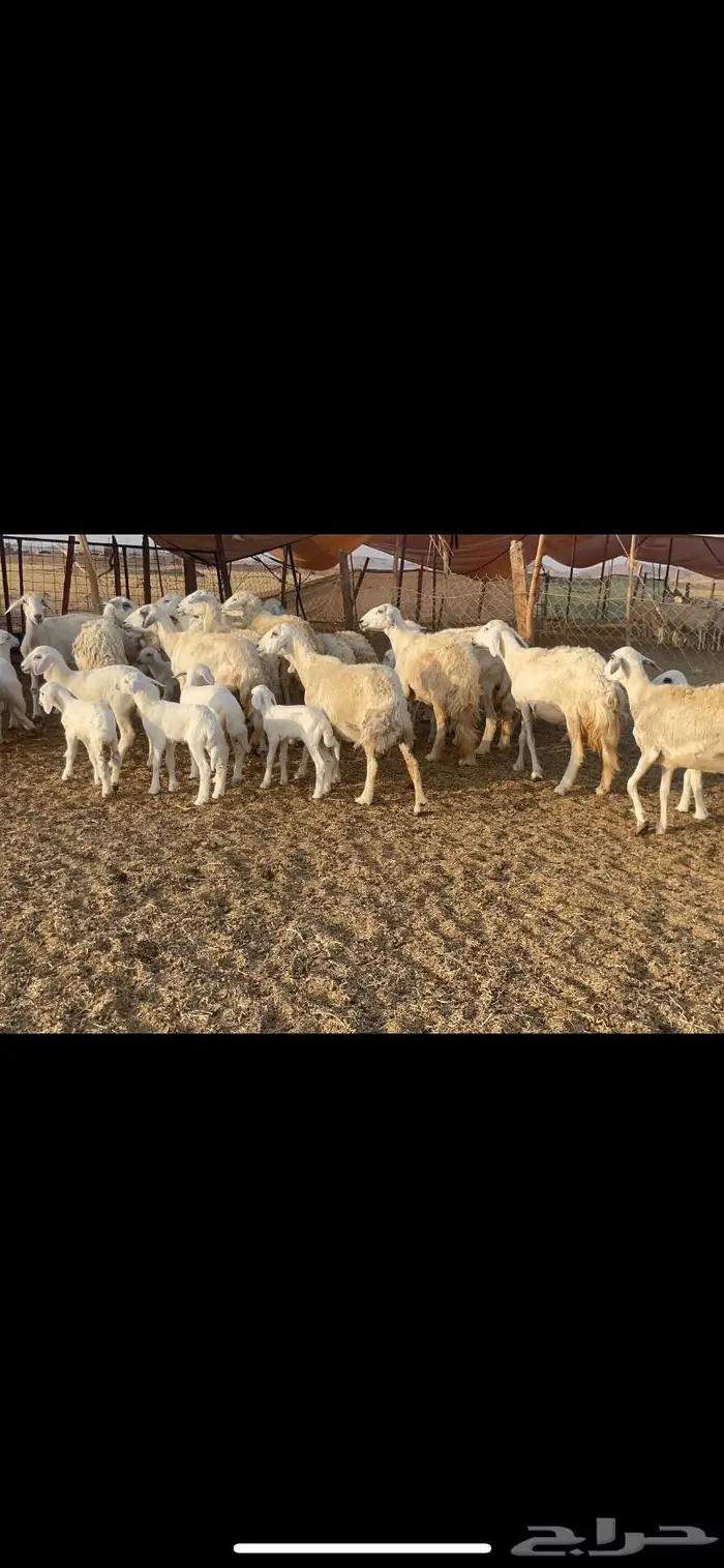 غنم حرية مراح حرش متابيع 66 تحتها 18 10