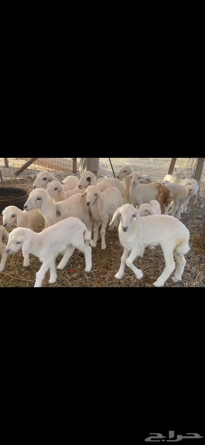 غنم حرية مراح حرش متابيع 66 تحتها 18 11