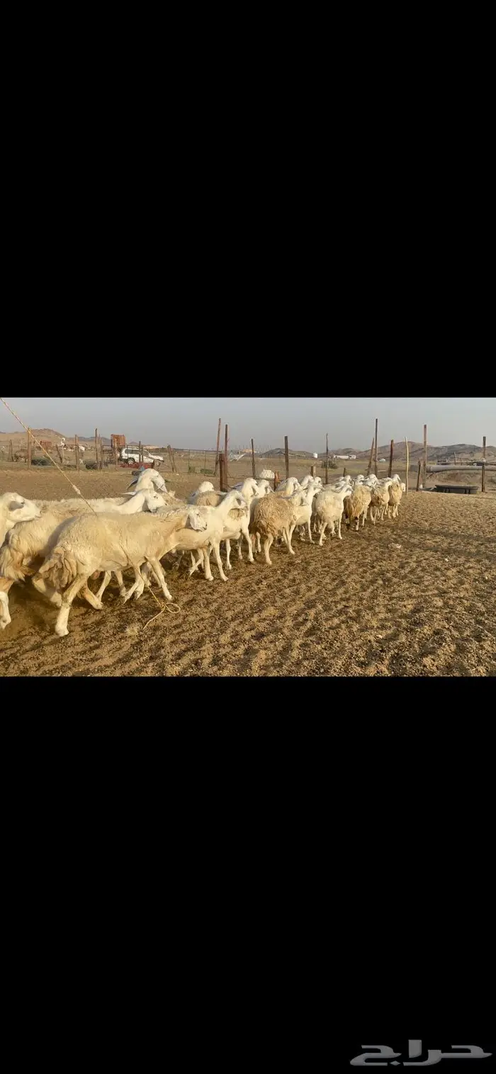 غنم حرية مراح حرش متابيع 66 تحتها 18 15