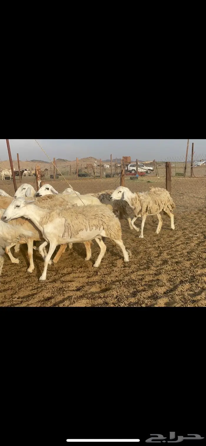 غنم حرية مراح حرش متابيع 66 تحتها 18 16