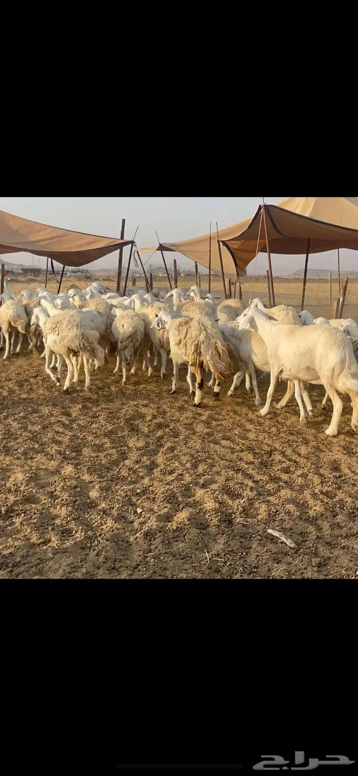 غنم حرية مراح حرش متابيع 66 تحتها 18 13