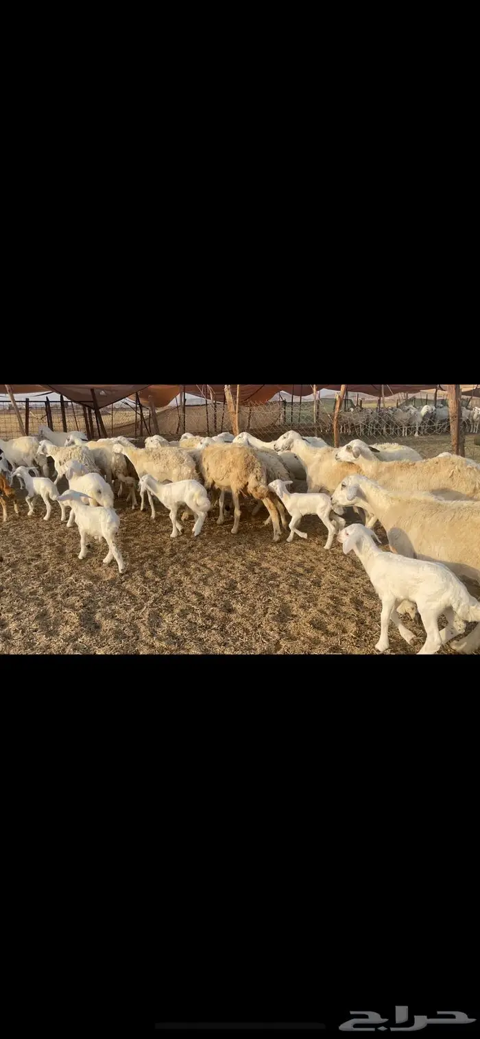 غنم حرية مراح حرش متابيع 66 تحتها 18 14