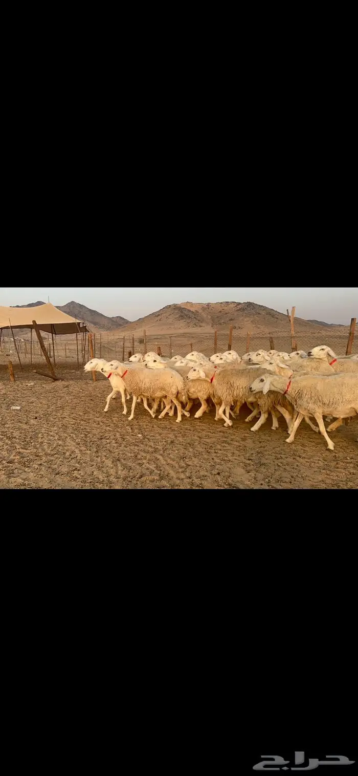 غنم نوادر صنف حرش 0