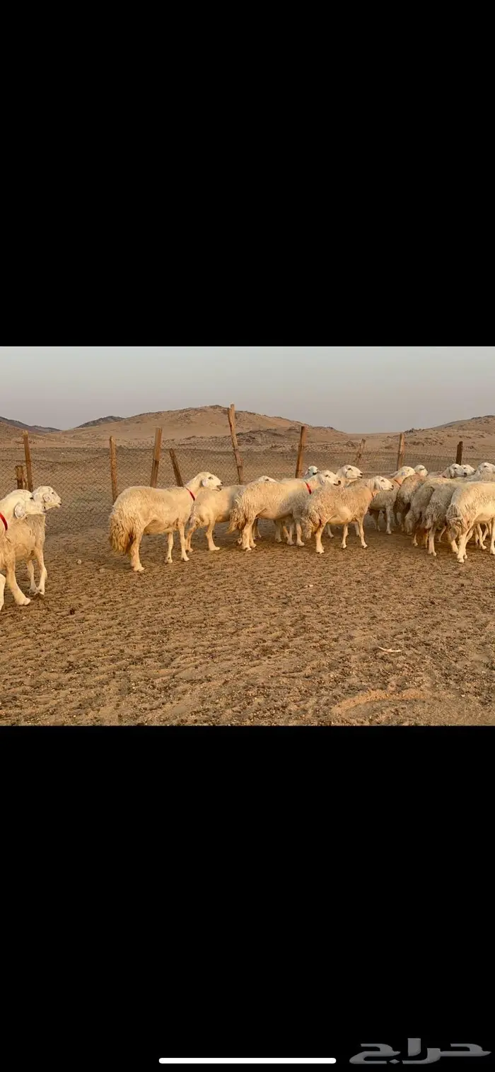 غنم نوادر صنف حرش 1
