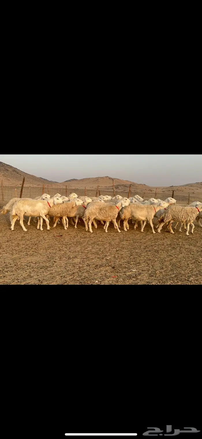 غنم نوادر صنف حرش 16