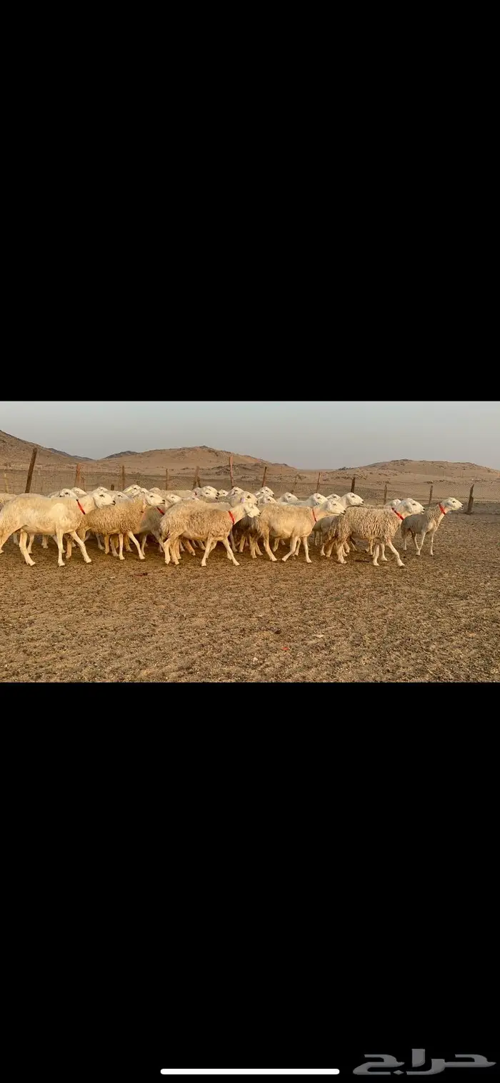 غنم نوادر صنف حرش 17