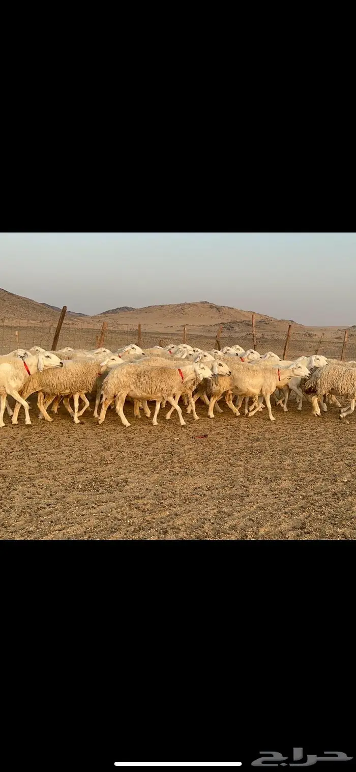غنم نوادر صنف حرش 18