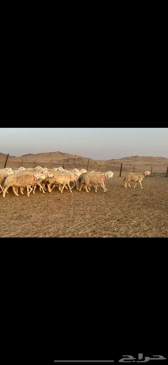 غنم نوادر صنف حرش 19
