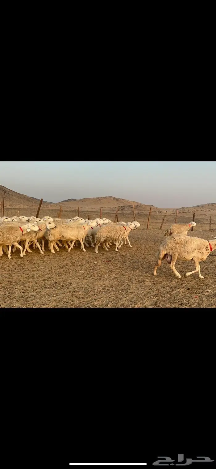 غنم نوادر صنف حرش 20