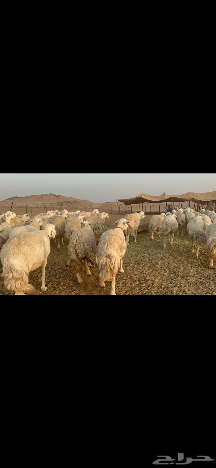 غنم نوادر صنف حرش 21