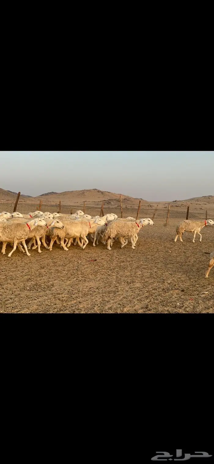 غنم نوادر صنف حرش 22