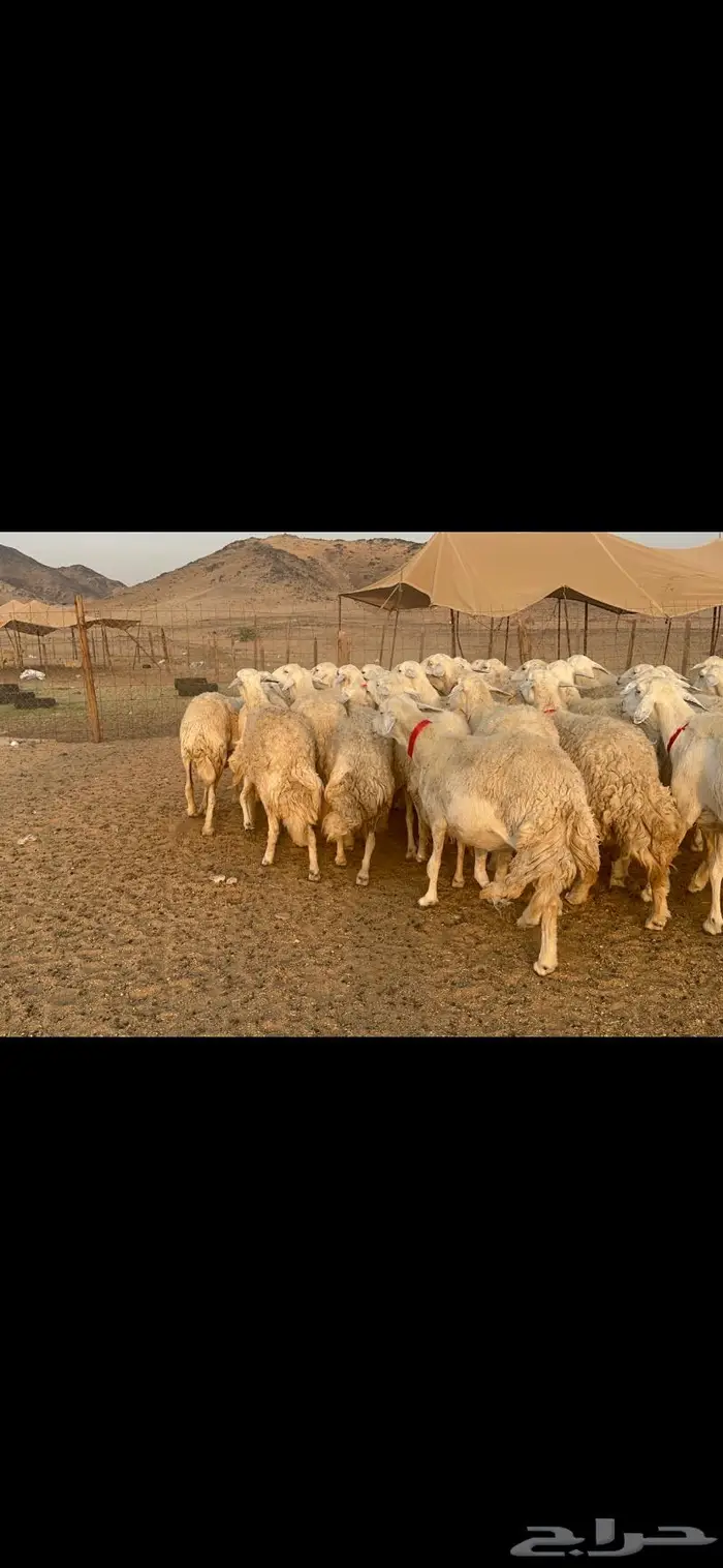 غنم نوادر صنف حرش 23