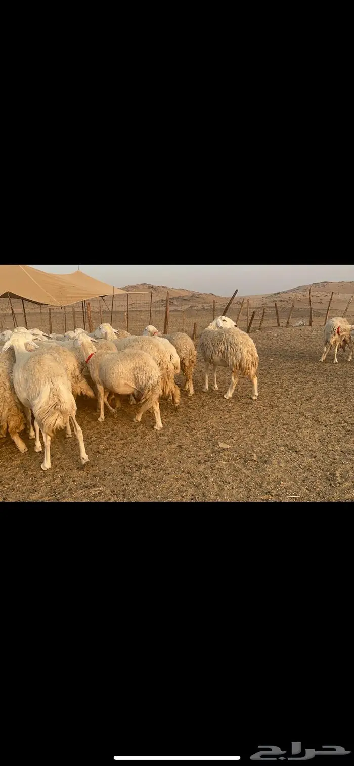 غنم نوادر صنف حرش 24