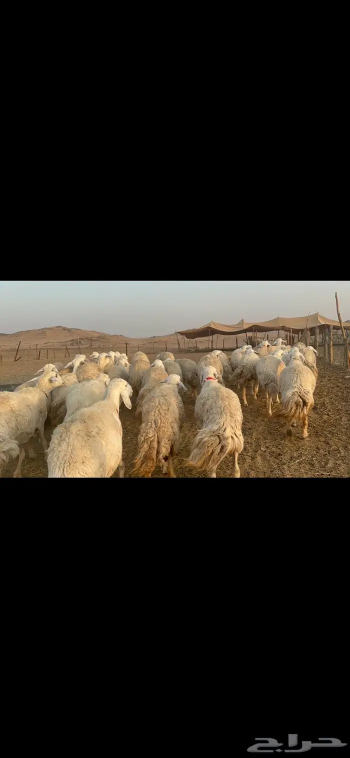 غنم نوادر صنف حرش 25