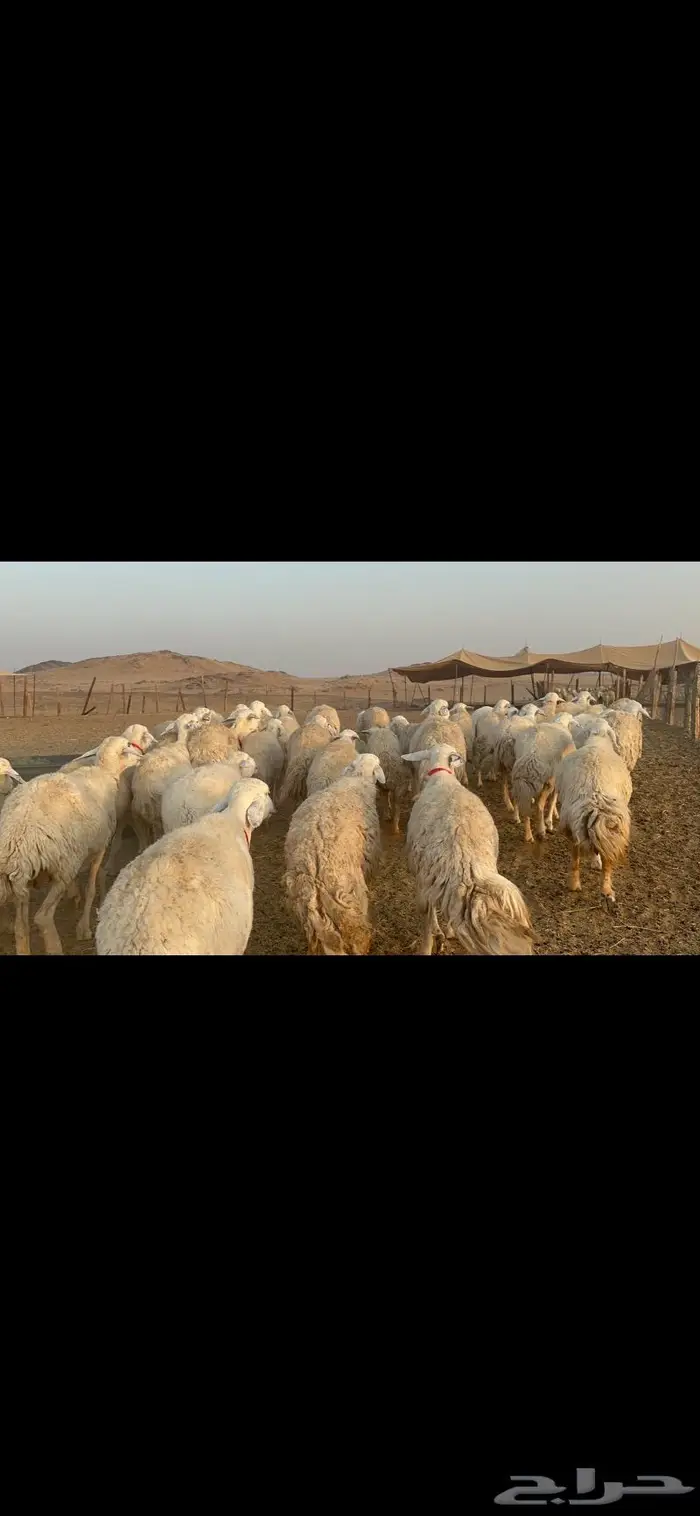 غنم نوادر صنف حرش 26
