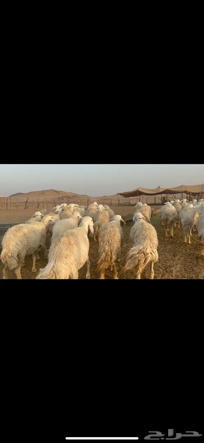 غنم نوادر صنف حرش 27