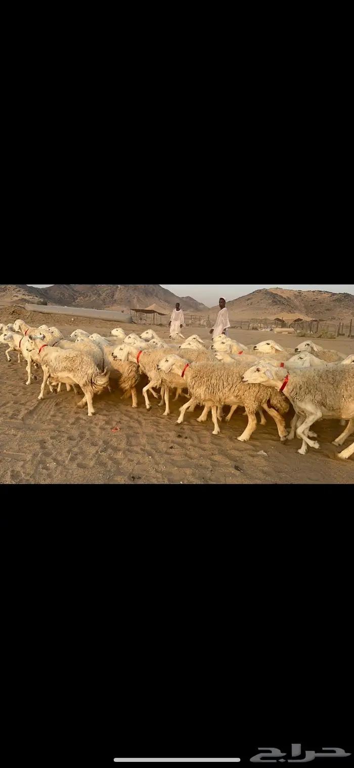 غنم نوادر صنف حرش 28