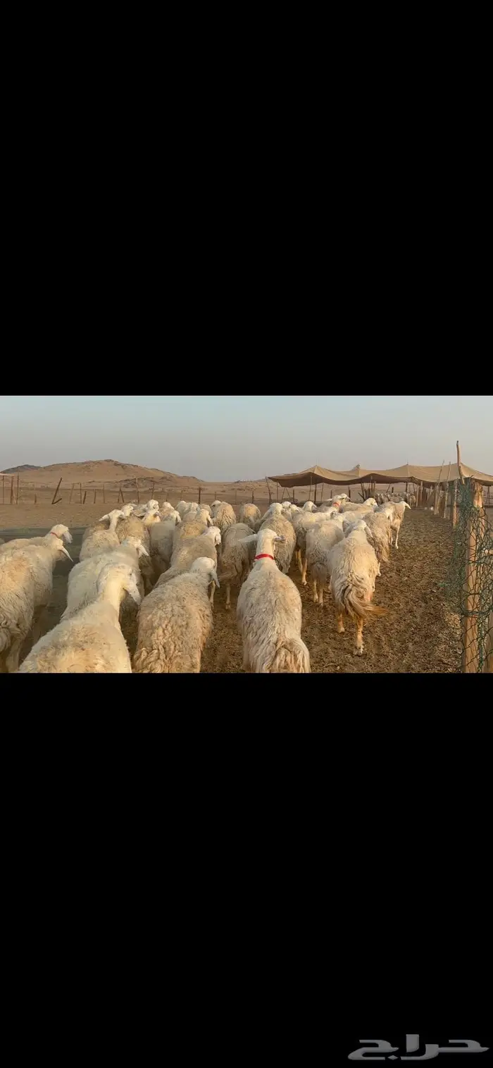 غنم نوادر صنف حرش 29