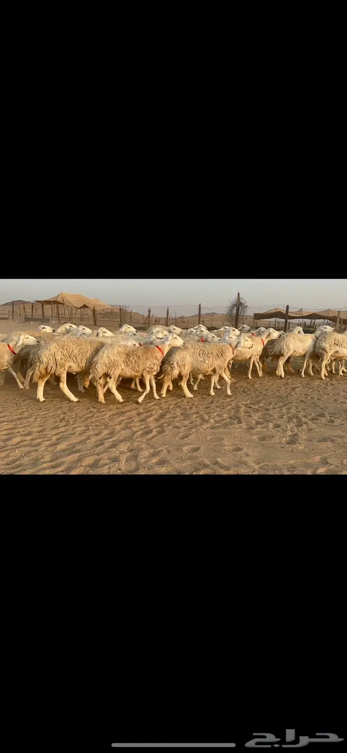 غنم نوادر صنف حرش 30