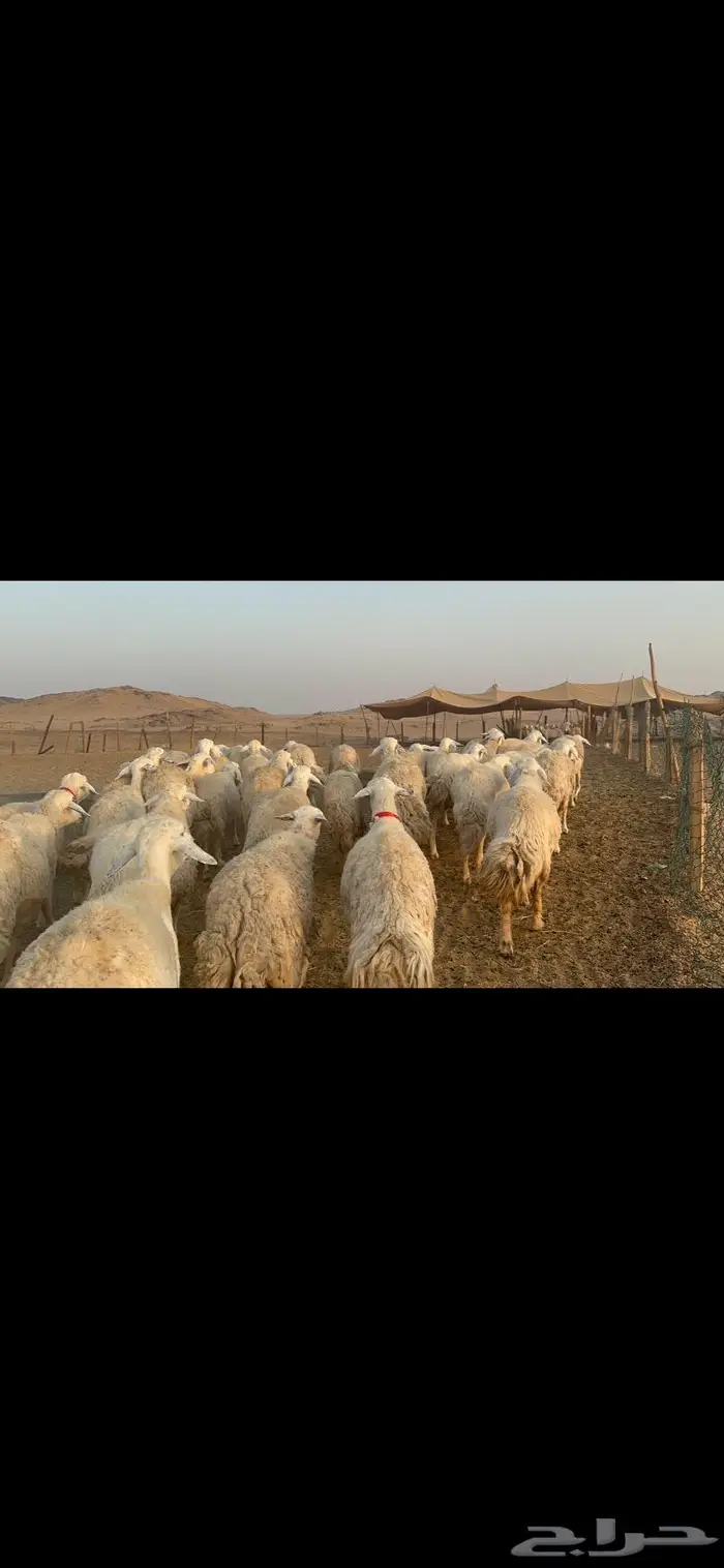 غنم نوادر صنف حرش 31