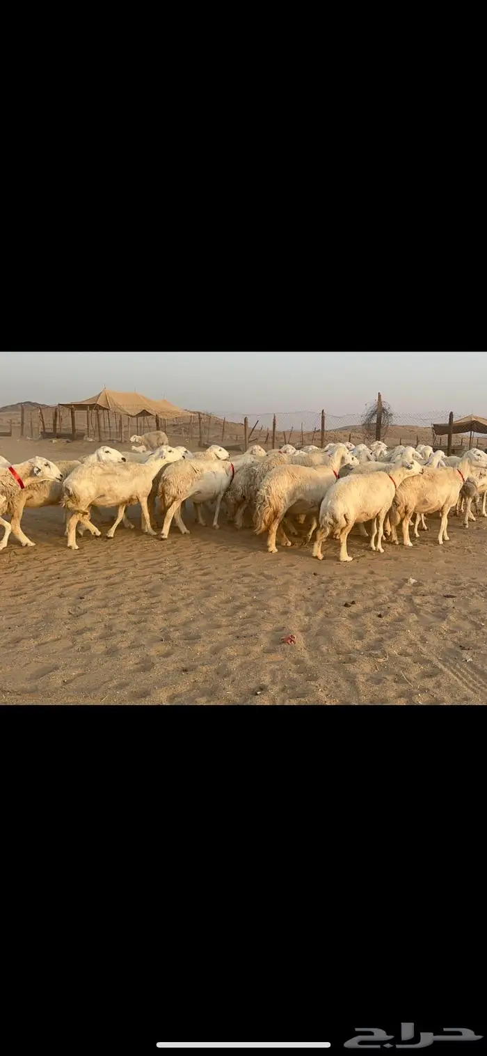 غنم نوادر صنف حرش 32